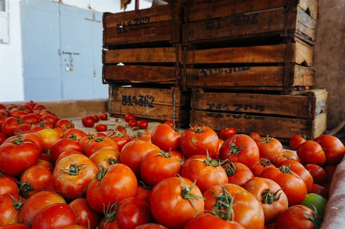 Τους… «επικήρυξαν» -«Πάρτε τους με τις ντομάτες» – Τι θα κερδίσετε αν πετύχετε Κοτζιά, Καμμένο, Τσίπρα ή βουλευτή από την Μακεδονία!